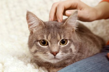 Kadın okşayarak şirin kedi kanepede