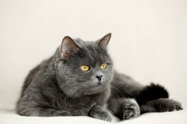 Tatlı kedi yalan söylüyor.