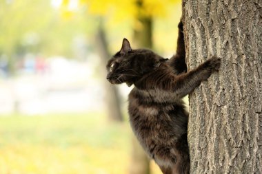Şirin siyah kedi.