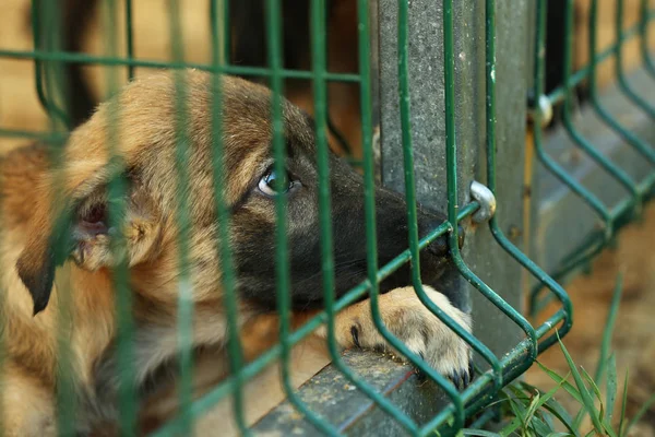 Hajléktalan kiskutyát a ketrecben menedék — Stock Fotó