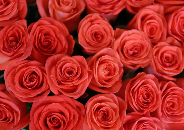 Fresh roses background — Stock Photo, Image