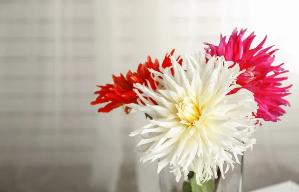 Mooie dahlia bloemen — Stockfoto