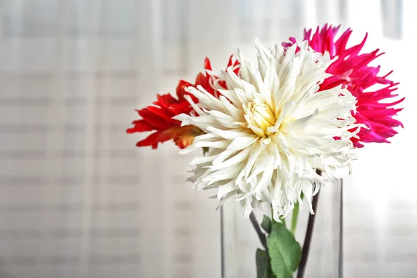 Beautiful dahlia flowers — Stock Photo, Image