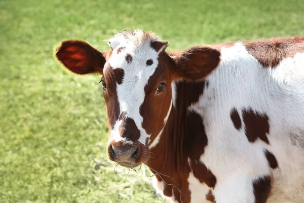 Aranyos tehén legelőn — Stock Fotó