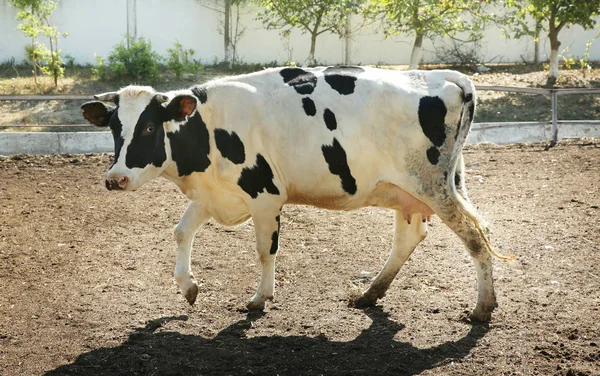 Krowy pasące się na farmie — Zdjęcie stockowe