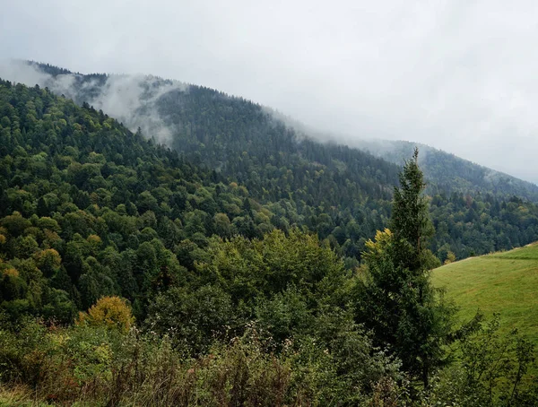 Krásné borovice lesní krajina — Stock fotografie