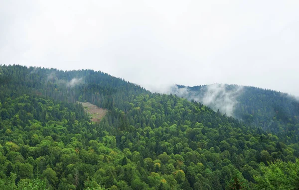 Hermoso paisaje de bosque de pino —  Fotos de Stock