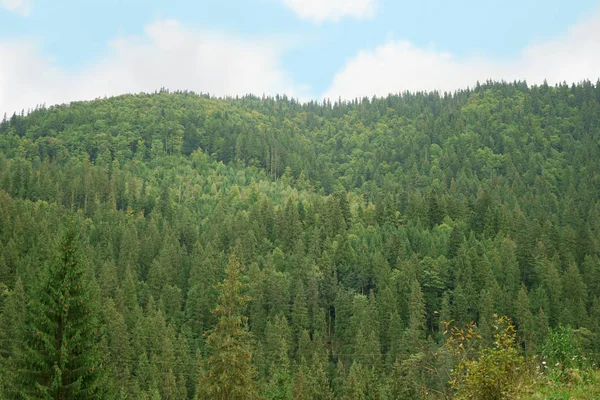 Krásné borovice lesní krajina — Stock fotografie