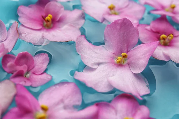 Schöne Blumen auf dem Wasser — Stockfoto