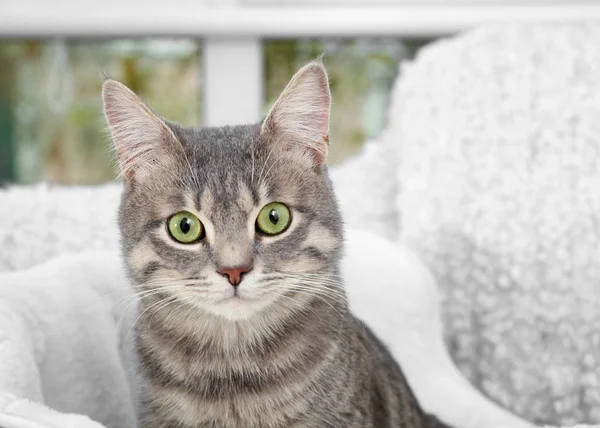 Söt katt i mjuk sällskapsdjur bädd — Stockfoto