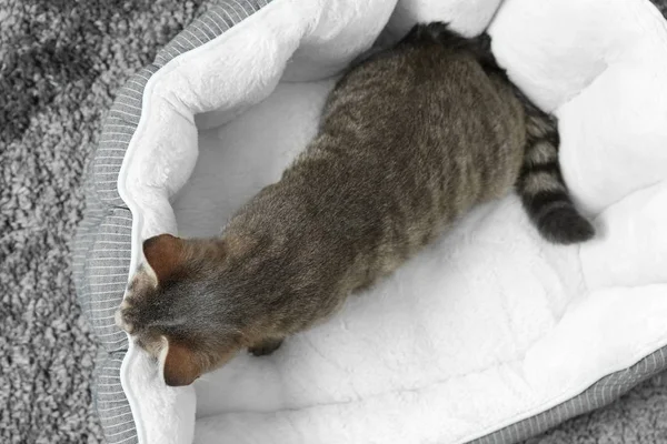 Katt i mjuk sällskapsdjur bädd på mattan — Stockfoto