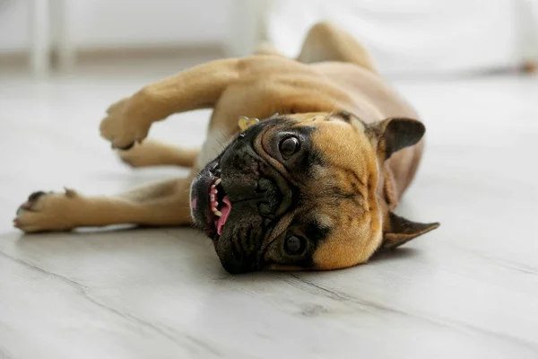 Lindo perro mintiendo — Foto de Stock