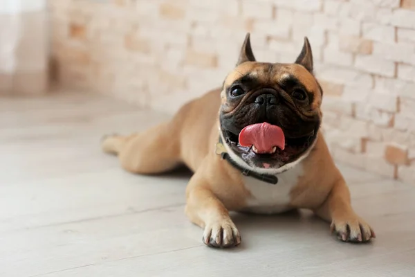 Lindo perro mintiendo — Foto de Stock