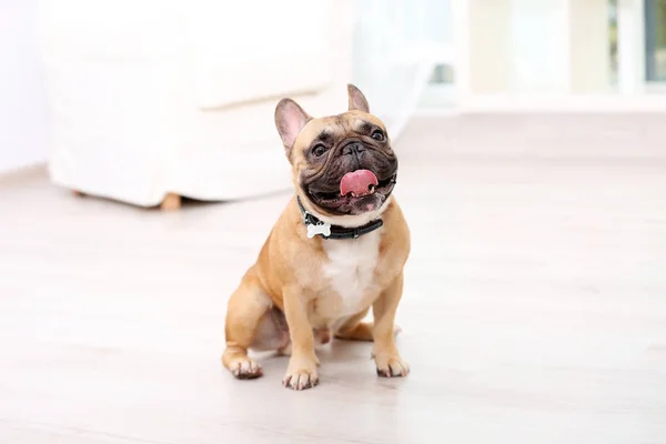 Lindo perro sentado — Foto de Stock