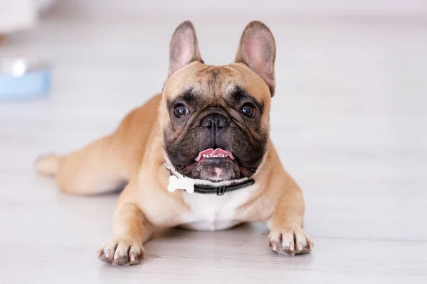 Cão bonito mentir — Fotografia de Stock