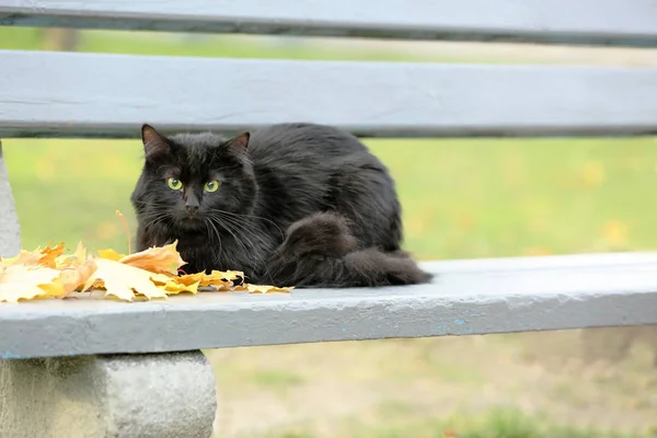 Cute black cat — Stock Photo, Image