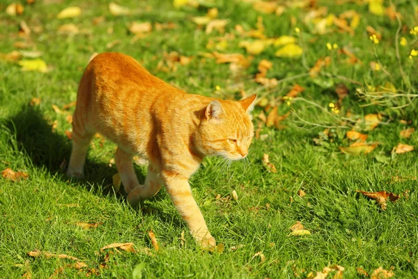 Cute tabby cat on green lawn — Stock Photo, Image