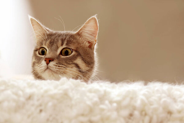 Cute cat on couch Stock Photo