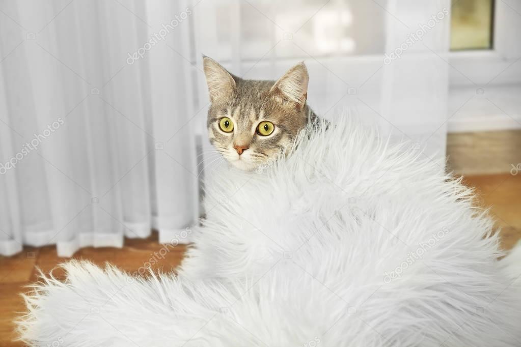 Cat wrapped in plaid — Stock Photo © belchonock #133251950