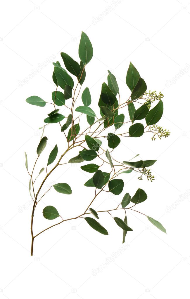 Branch of eucalyptus populus