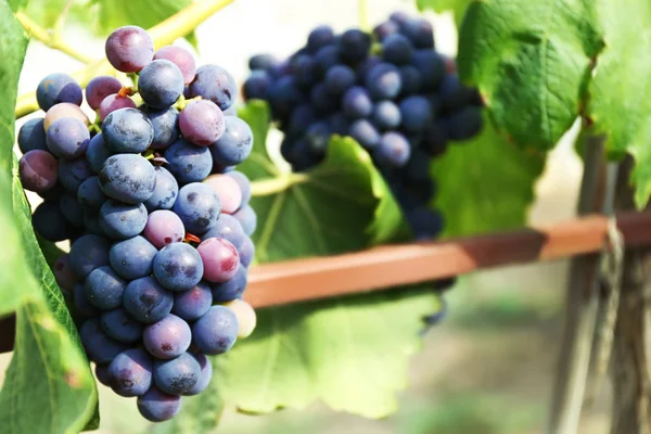 Ripe tasty grapes cluster — Stock Photo, Image