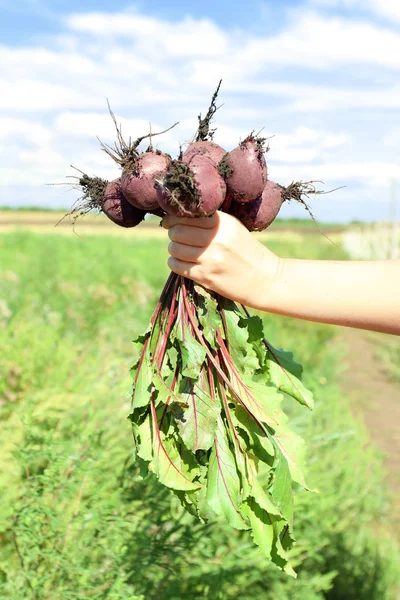 Nyplockade rödbetor — Stockfoto