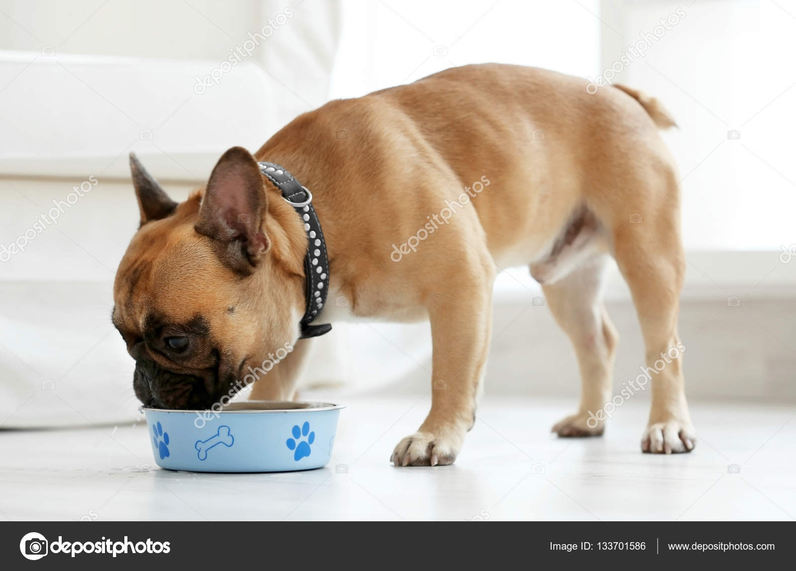 Why Is My Dog Eating Less