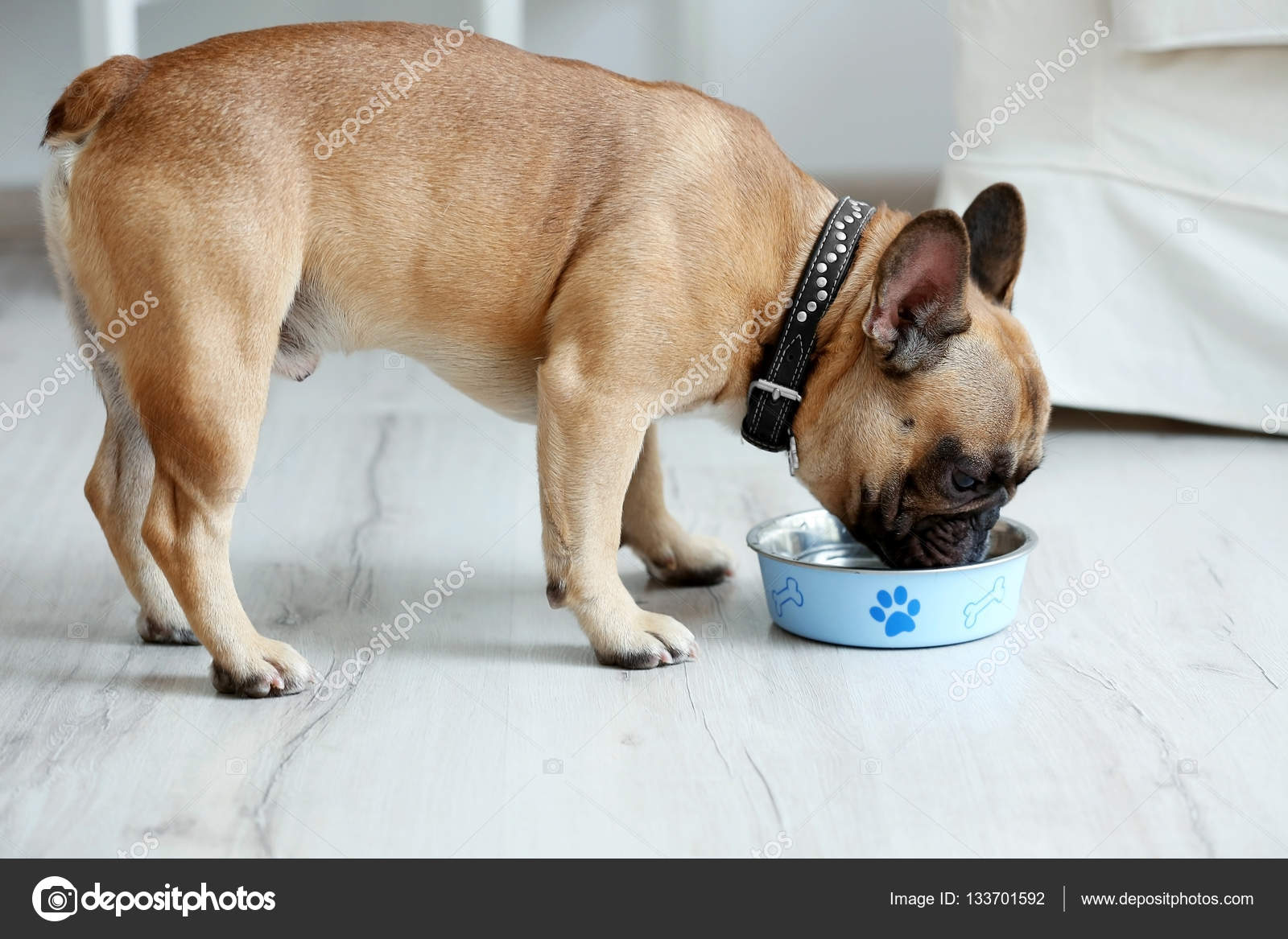 Cute dog eating food Stock Photo by ©belchonock 133701592