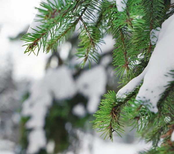 Beau sapin couvert de neige — Photo