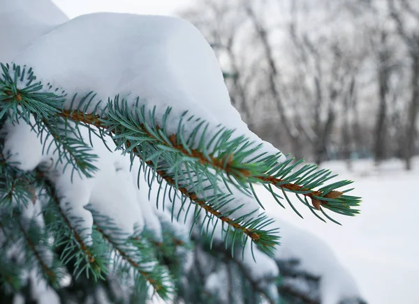 Прекрасная ель, покрытая снегом — стоковое фото
