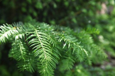 Yeşil iğne arka plan