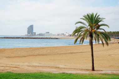  palmiye ağacı ile plaj