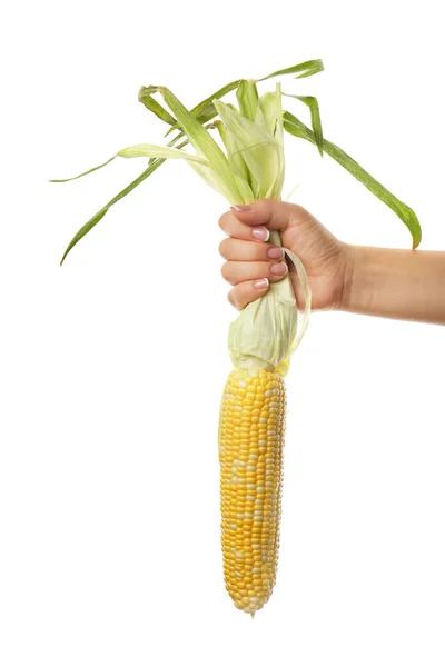 Female hand holding a corn — Stock Photo, Image