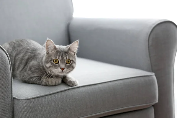 Katze liegt in grauem Sessel — Stockfoto