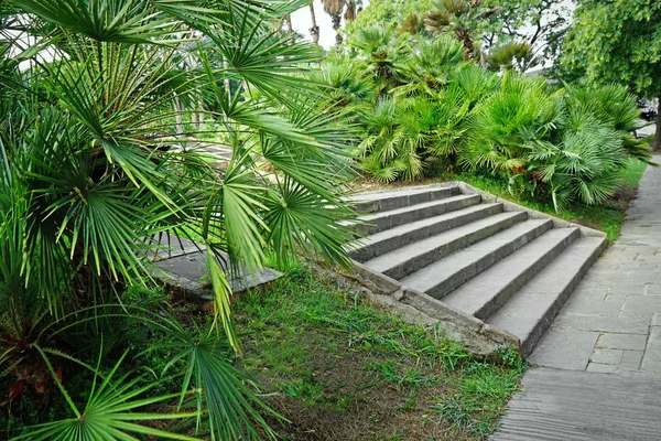 Palmer i botaniska trädgården — Stockfoto