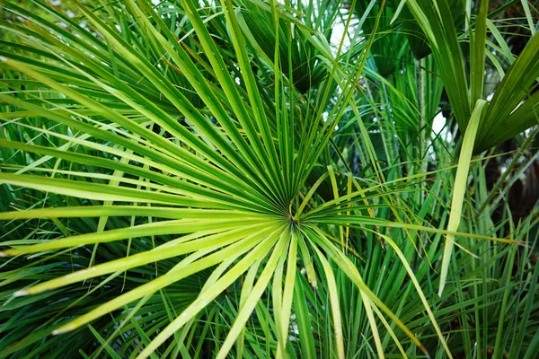 Palmy v botanické zahradě — Stock fotografie