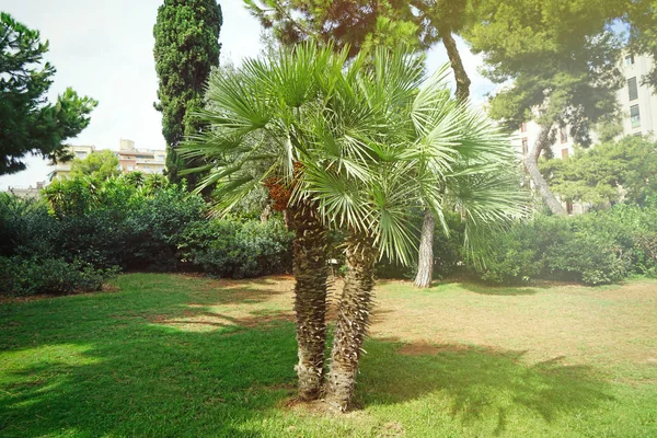 Palma v botanické zahradě — Stock fotografie