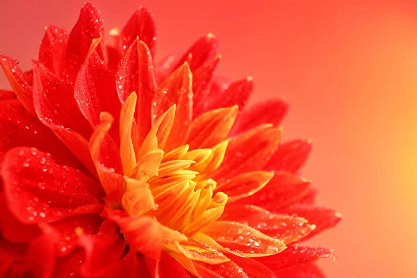 Vacker röd dahlia blomma — Stockfoto