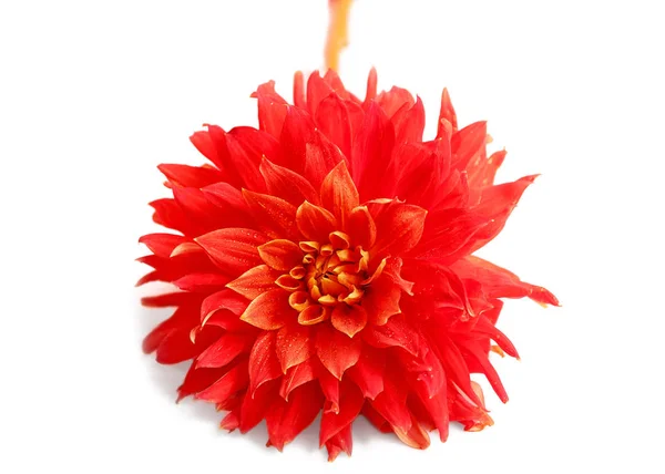 Piękny czerwony kwiat dahlii — Zdjęcie stockowe