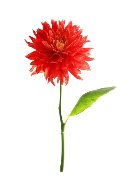 美しい赤いダリアの花 — ストック写真