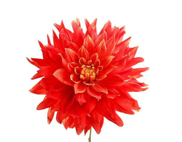 Hermosa flor de dalia roja — Foto de Stock