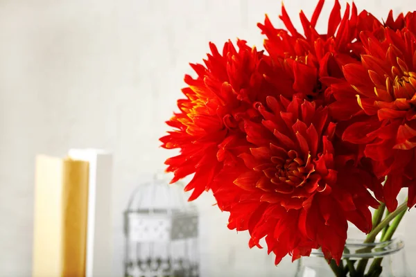 Beautiful red dahlia flowers — Stock Photo, Image