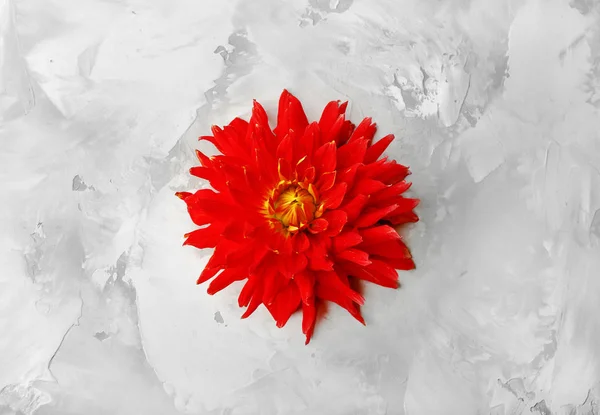 Beautiful red dahlia flower — Stock Photo, Image