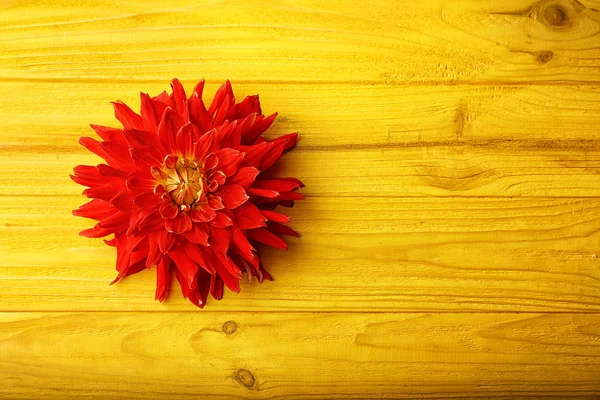 Hermosa flor de dalia roja —  Fotos de Stock