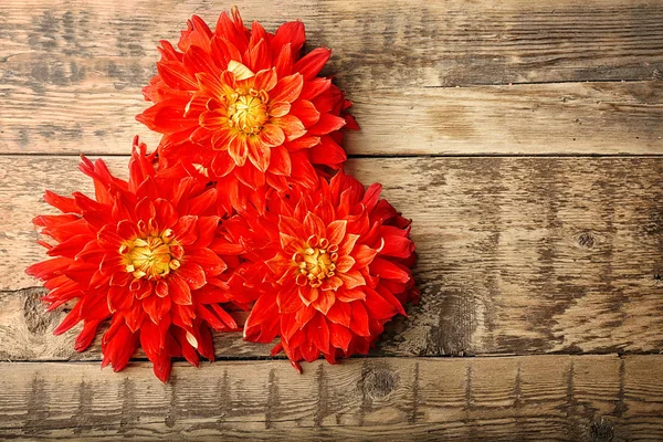 Krásné červené dahlia květiny — Stock fotografie