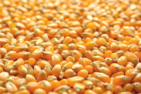 Sementes de milho amarelo — Fotografia de Stock
