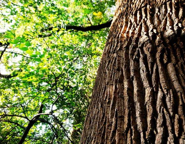 Alter großer Baum im Park — Stockfoto