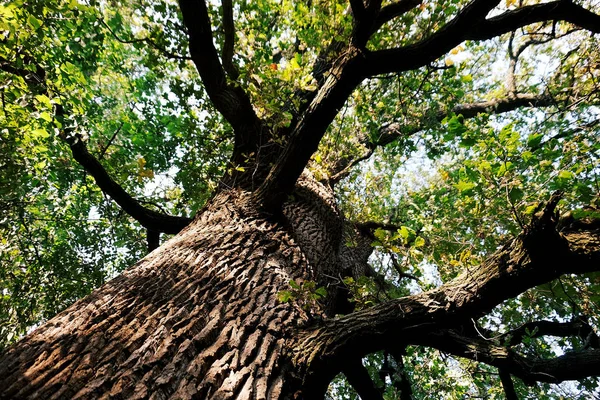 Starý velký strom v parku — Stock fotografie