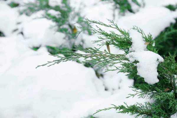 Branch bedekt met sneeuw — Stockfoto