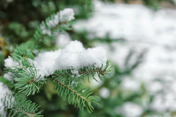 Barrträd gren täckt med snö — Stockfoto